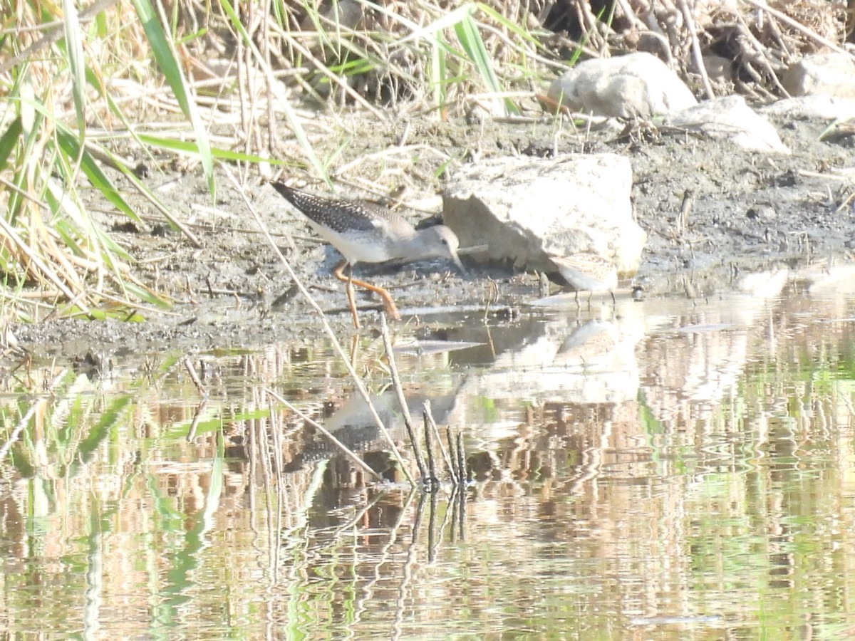 Lesser Yellowlegs - Isaac Petrowitz