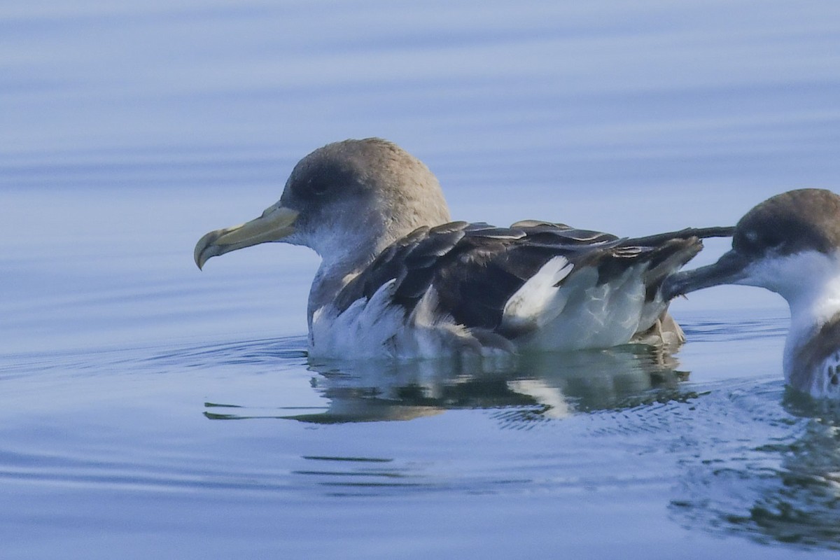 Cory's/Scopoli's Shearwater - ML622495930