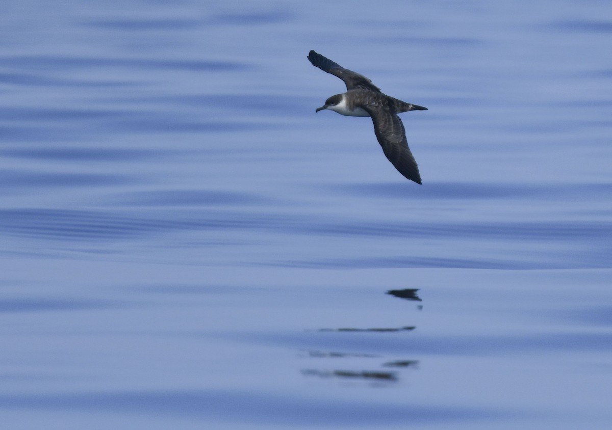 Great Shearwater - ML622495934