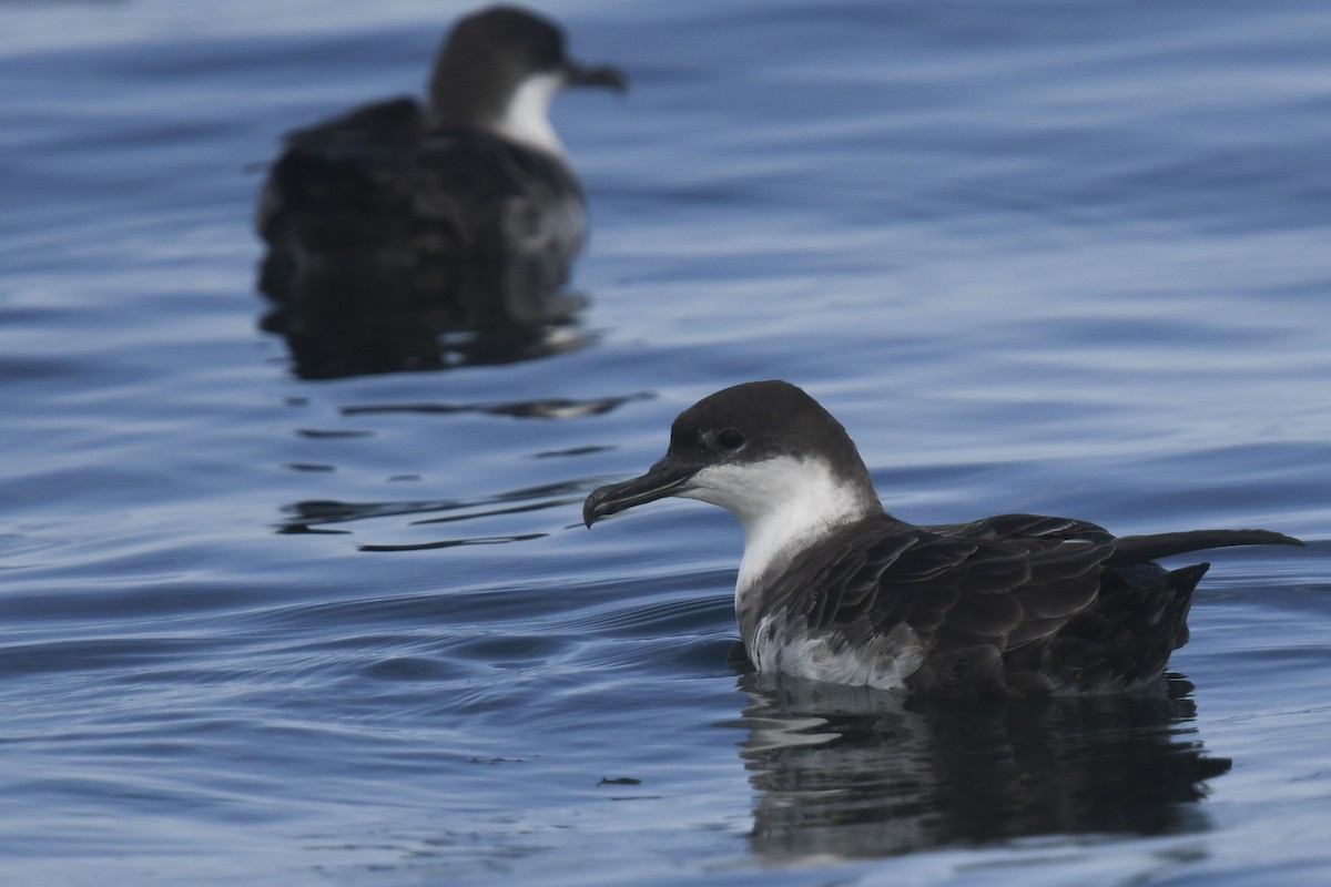 Great Shearwater - ML622495937