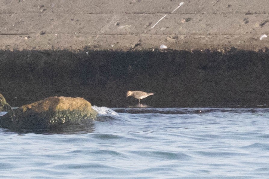 Baird's Sandpiper - ML622495973