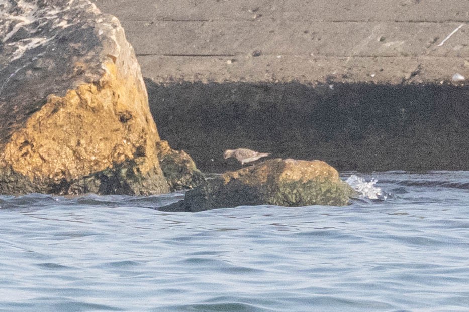 Baird's Sandpiper - ML622495975