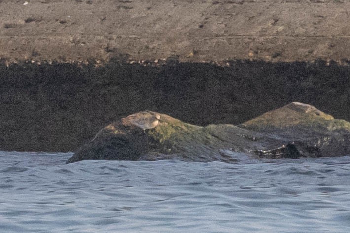 Baird's Sandpiper - ML622495976