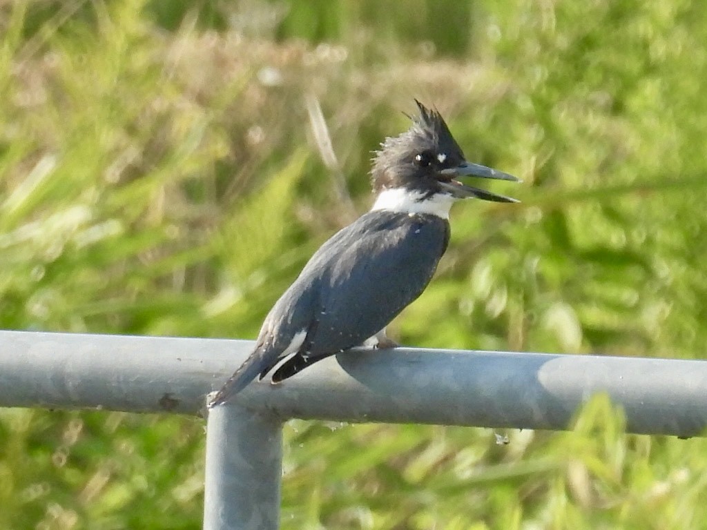 Belted Kingfisher - ML622496003