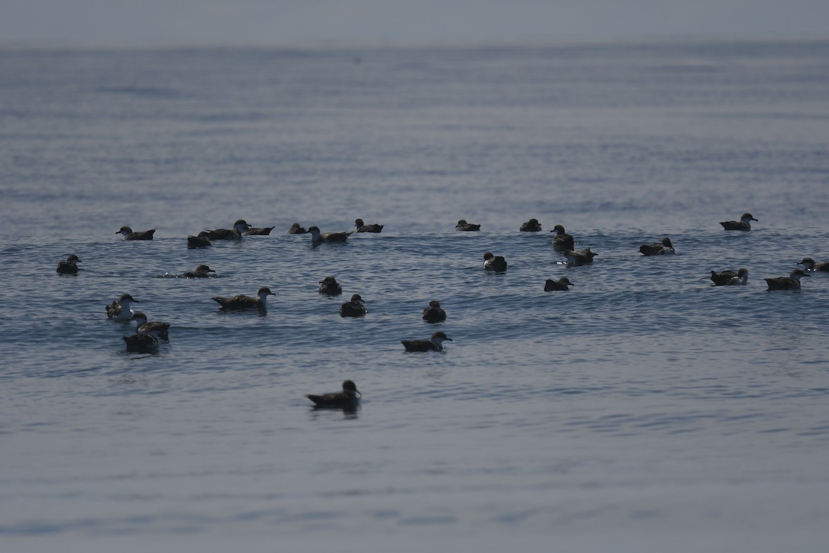 Great Shearwater - ML622496008