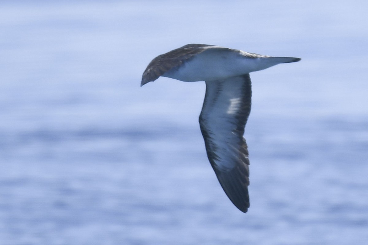 Cory's Shearwater - ML622496015