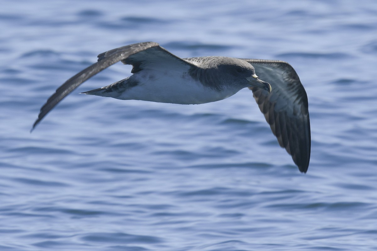 Cory's Shearwater - ML622496016