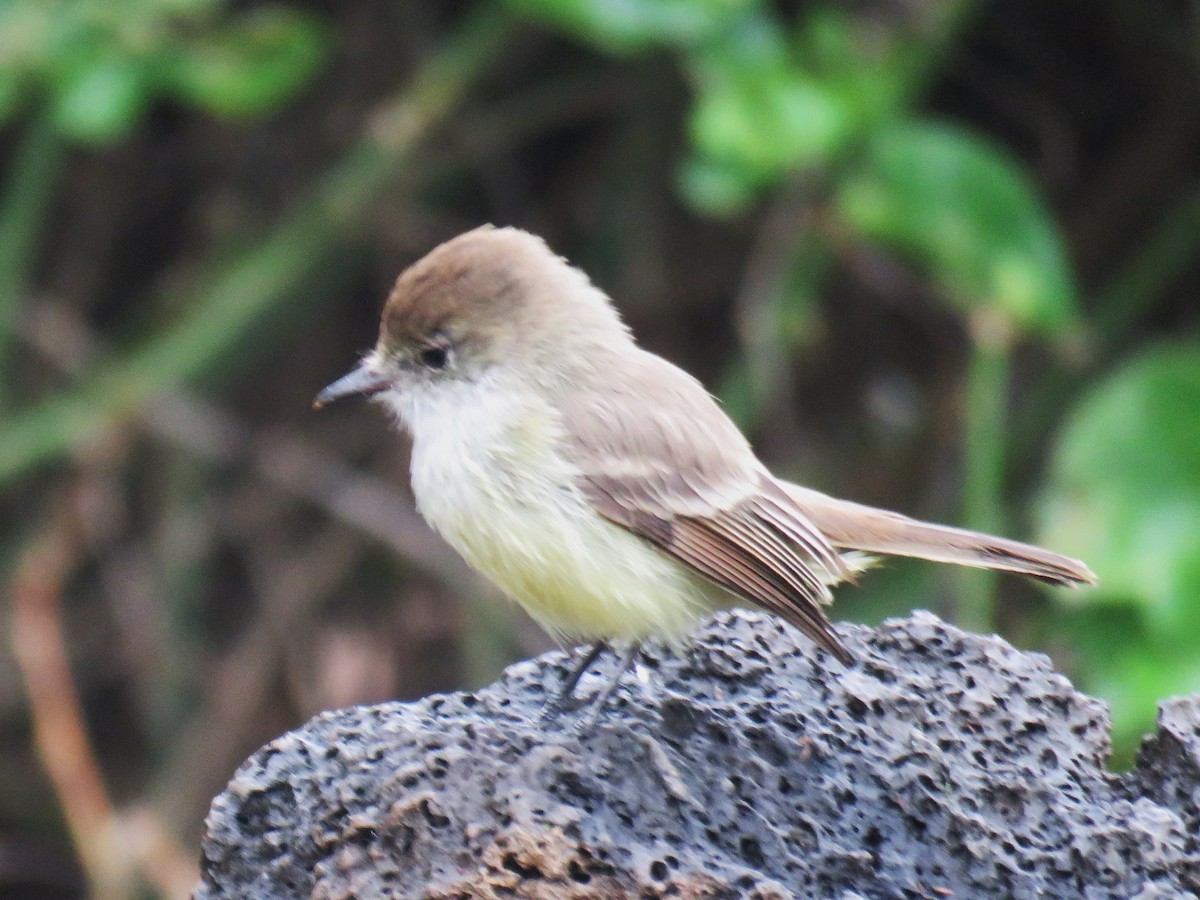 Copetón de Galápagos - ML622496046