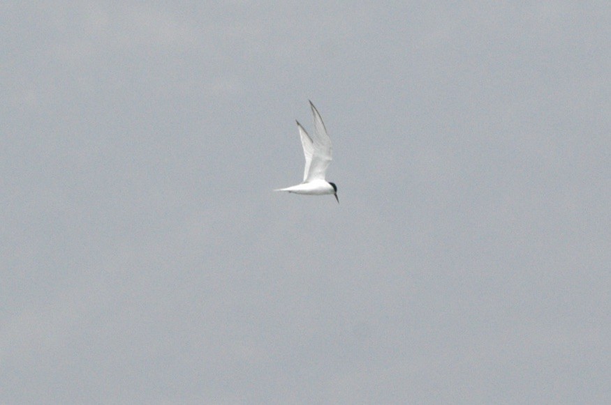 Little Tern - ML622496079