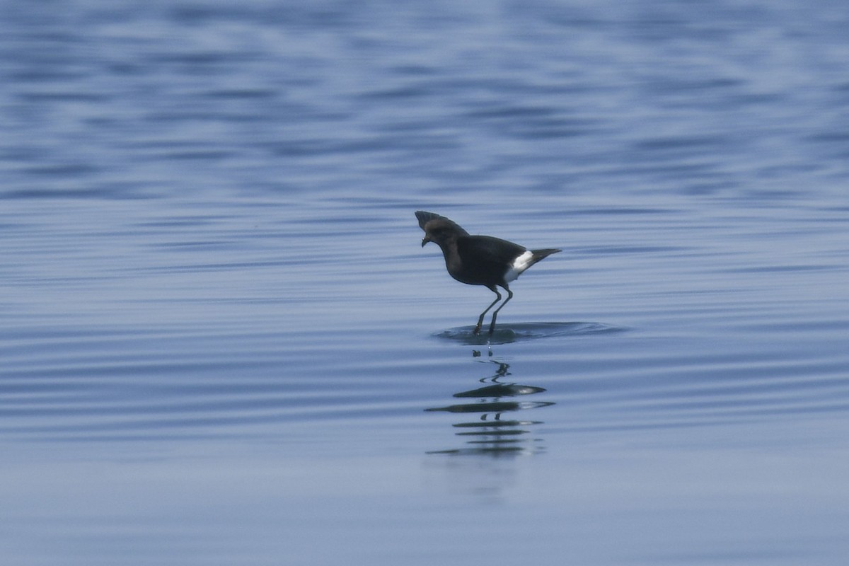 Wilson's Storm-Petrel - ML622496109
