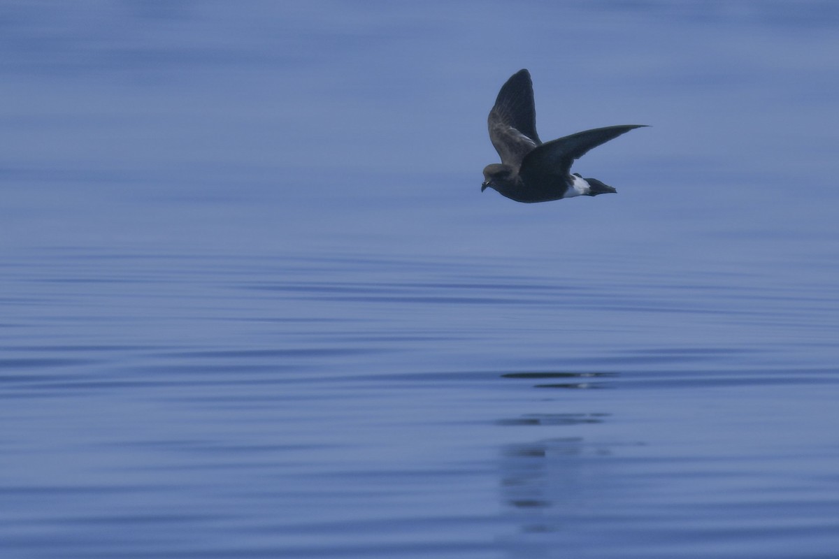 Wilson's Storm-Petrel - ML622496110