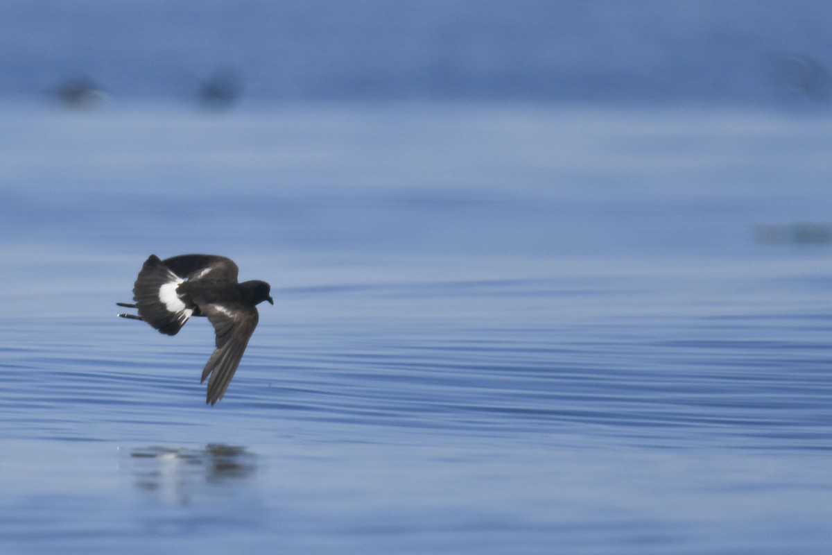 Wilson's Storm-Petrel - ML622496111
