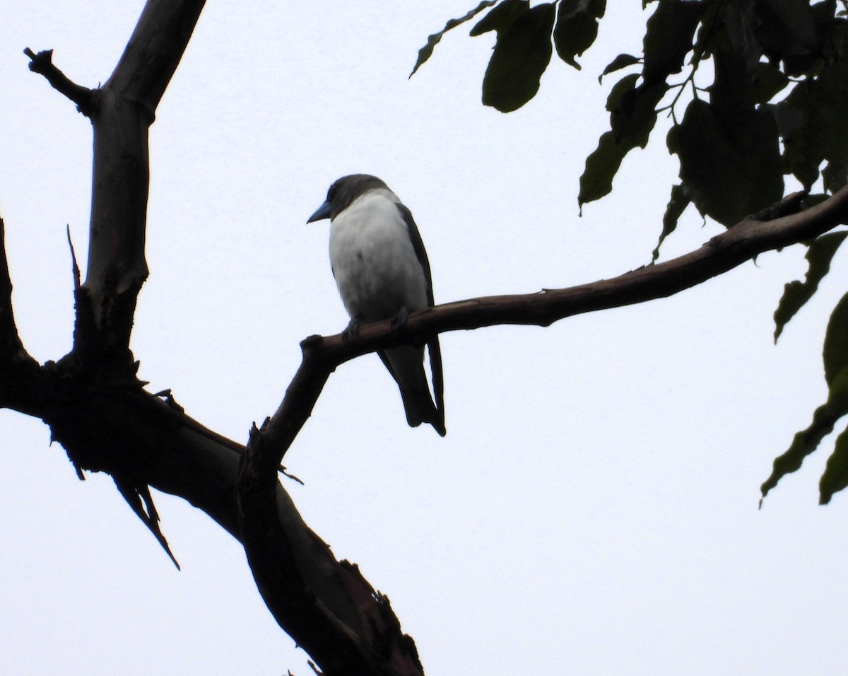 Ivory-backed Woodswallow - ML622496132