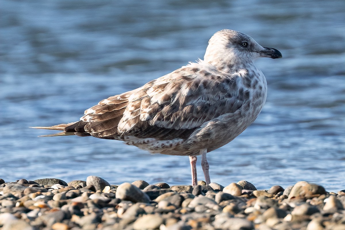 gråmåke (smithsonianus) (amerikagråmåke) - ML622496136