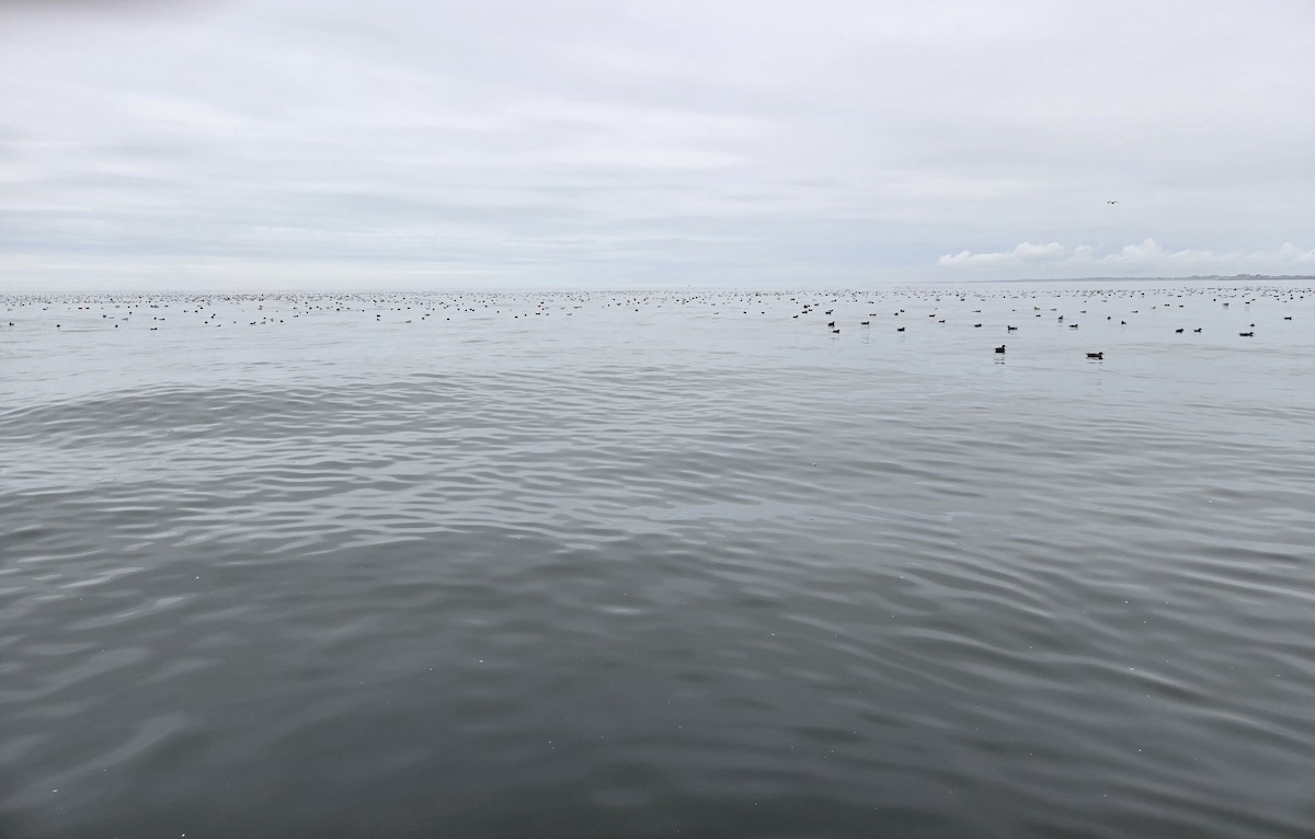 Sooty Shearwater - ML622496339