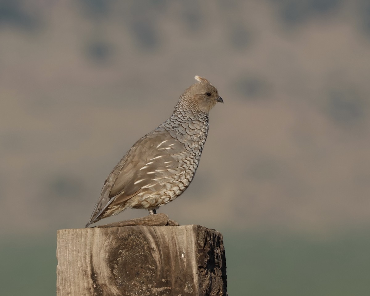 Scaled Quail - ML622496367