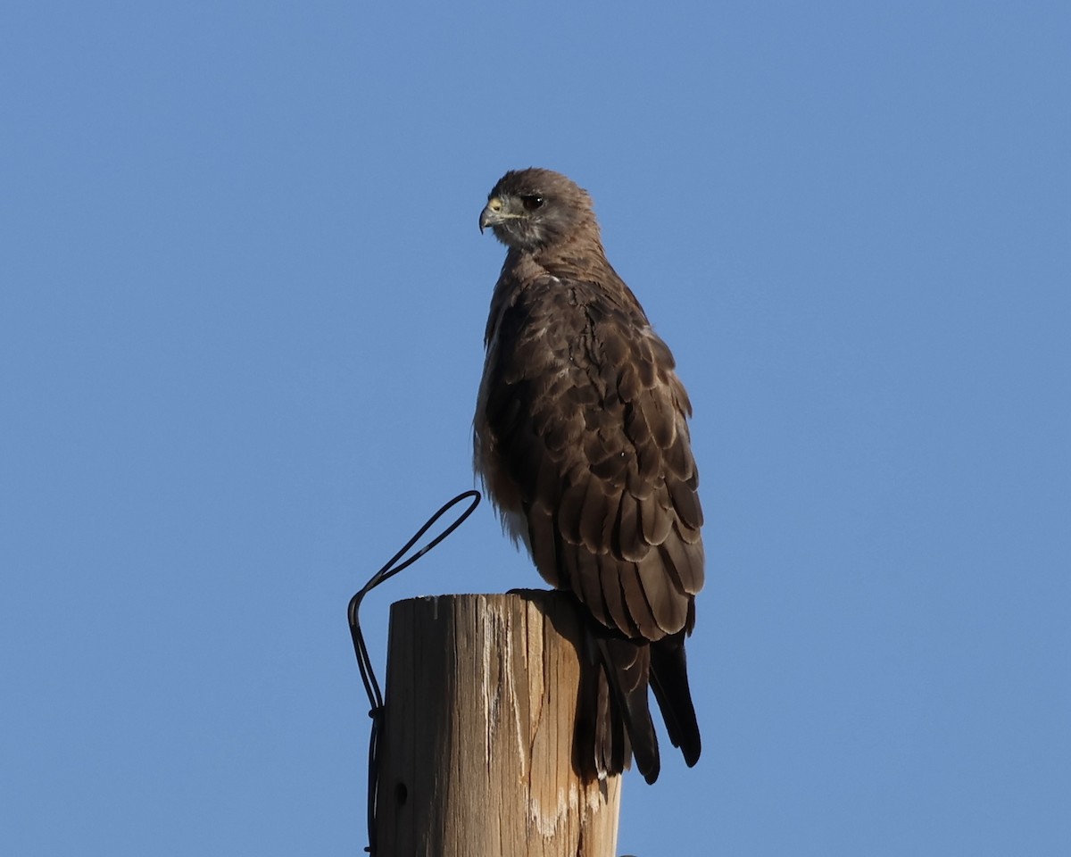 Swainson's Hawk - ML622496391