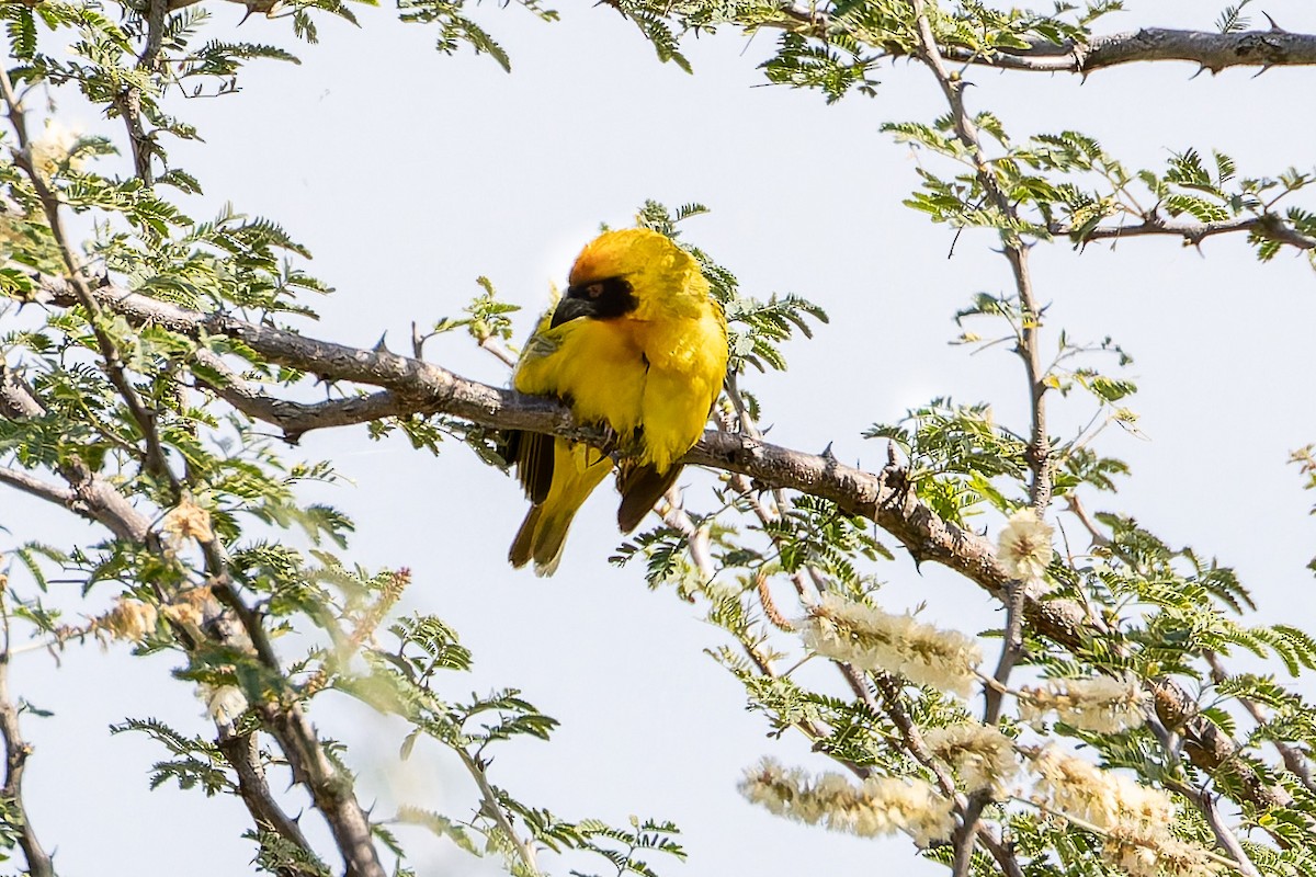 Vitelline Masked-Weaver - ML622496487