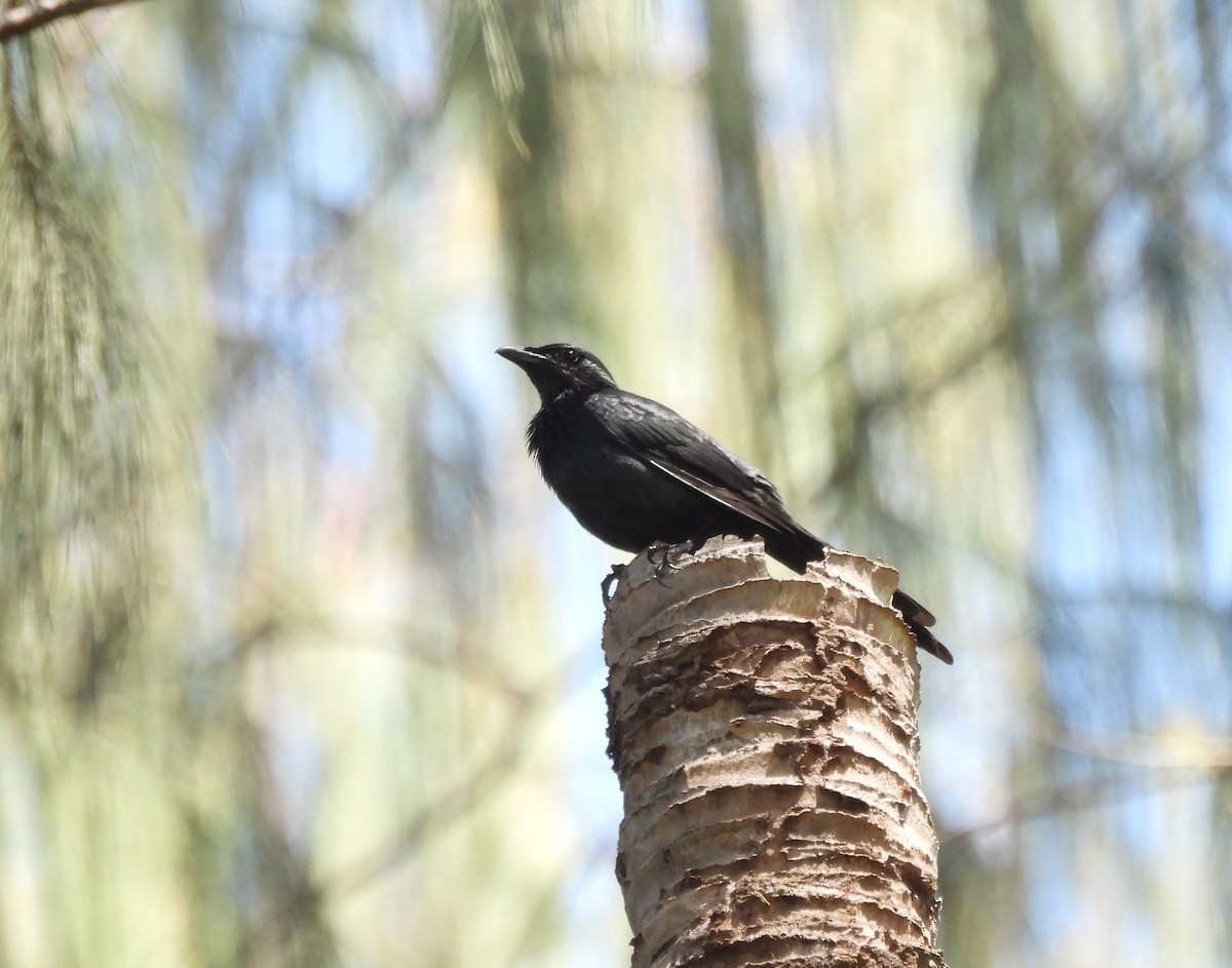 Moluccan Starling - ML622496539