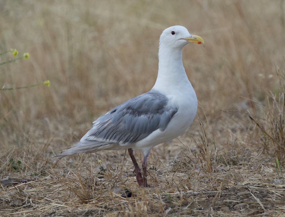 Glaucous-winged Gull - Jack Hayden