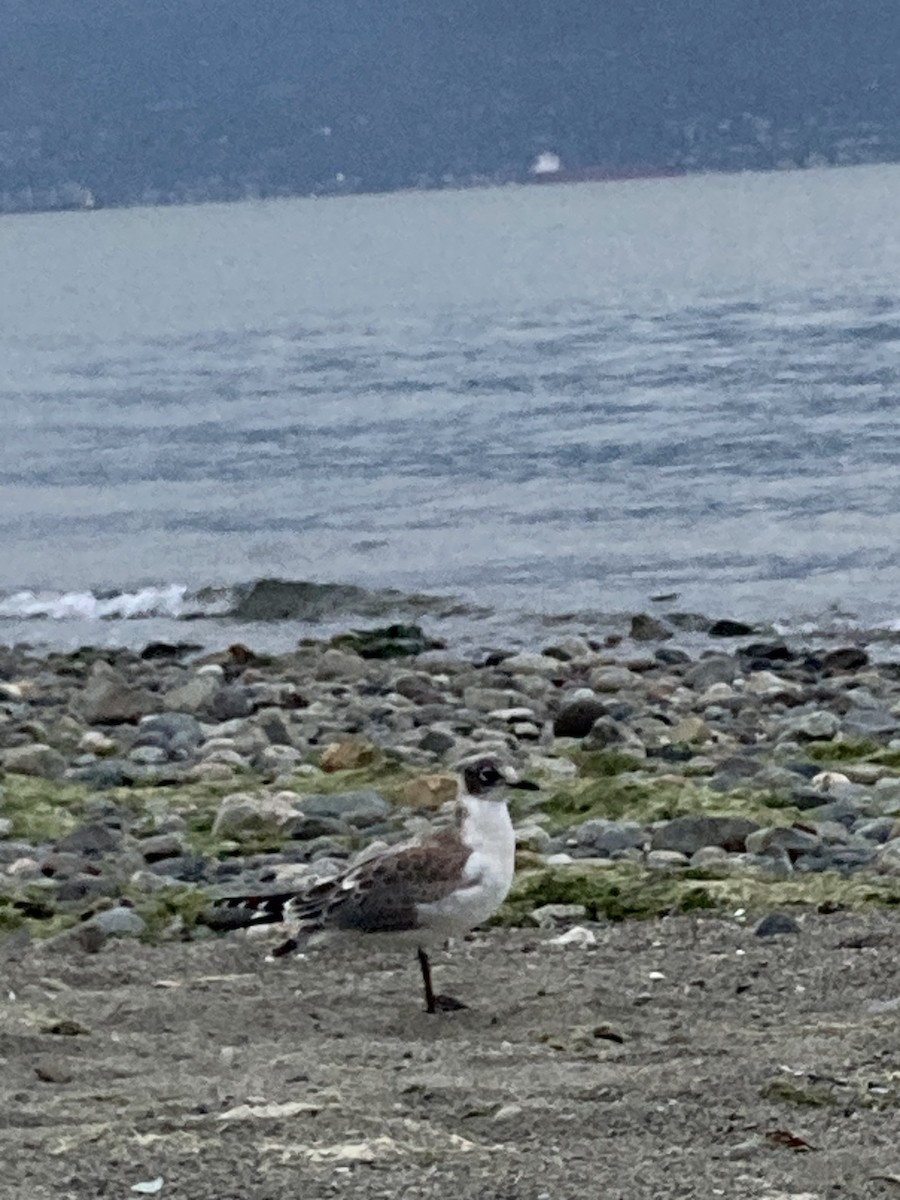 Franklin's Gull - Zac Fedder