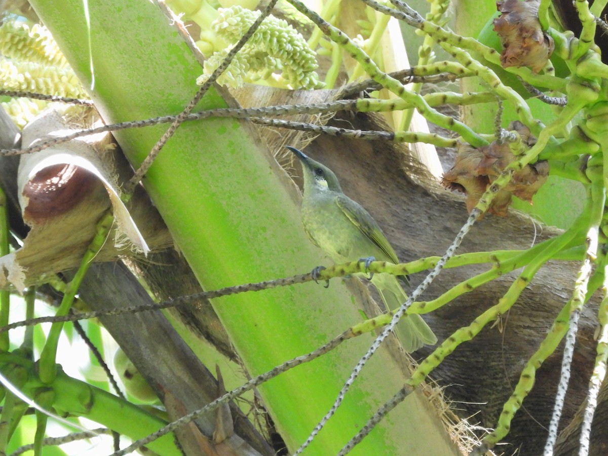 Olive Honeyeater - ML622496637