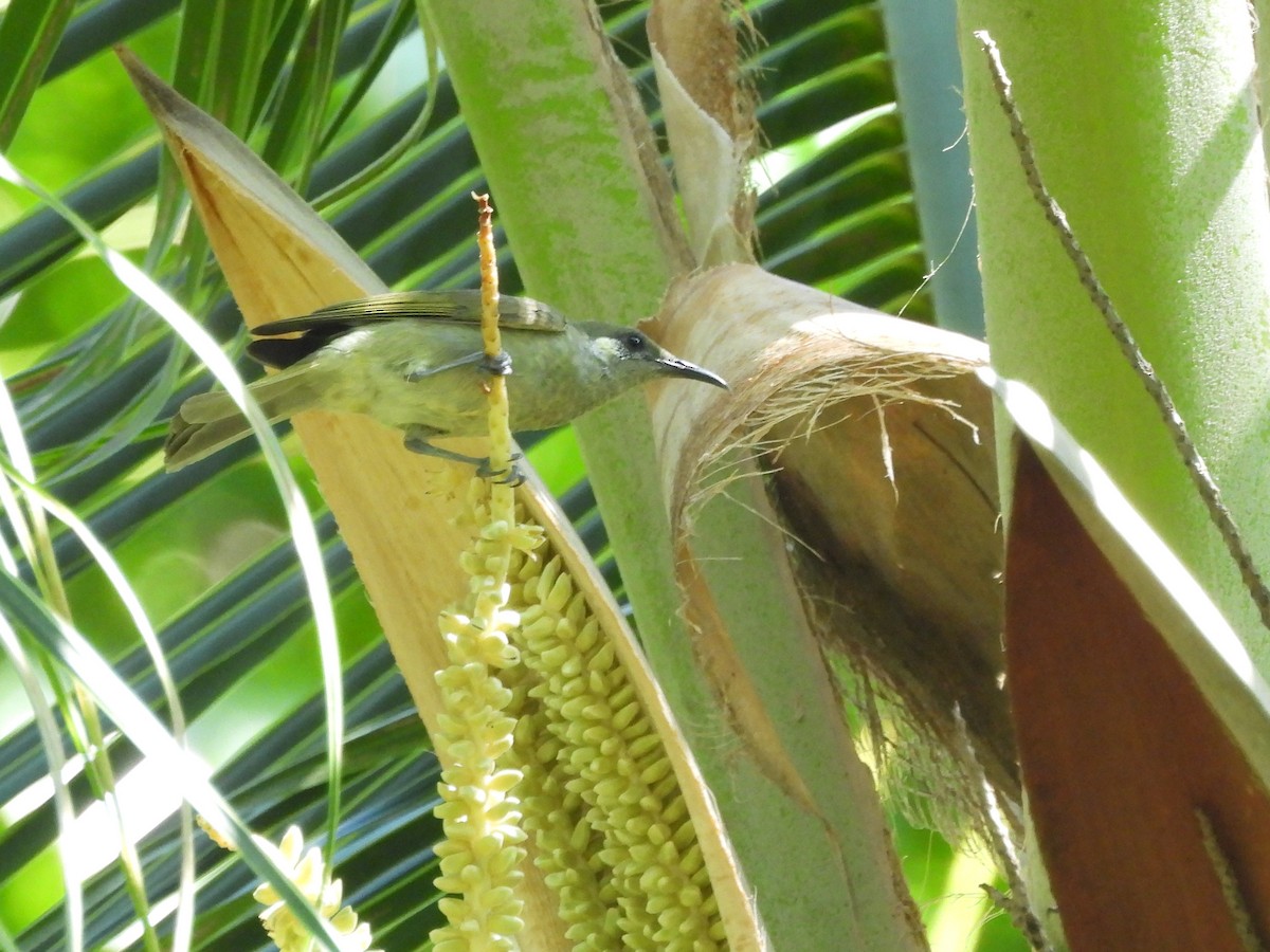 Olive Honeyeater - ML622496653