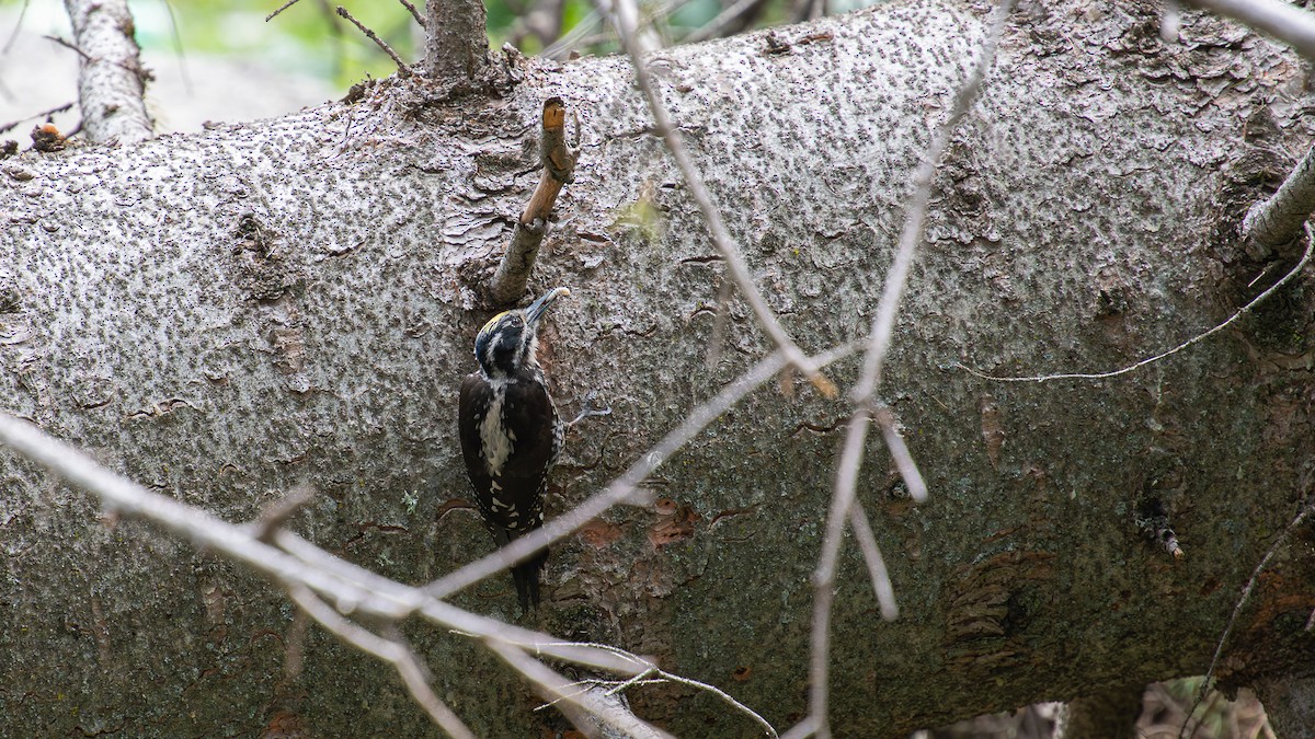 Eurasian Three-toed Woodpecker - ML622496696