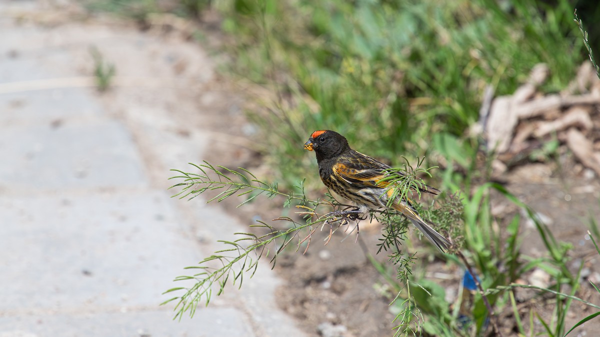 Fire-fronted Serin - ML622496707