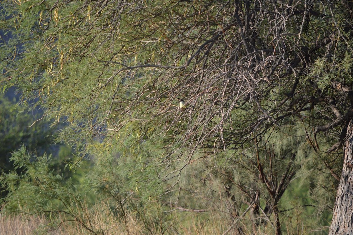 Thick-billed Kingbird - ML622496738