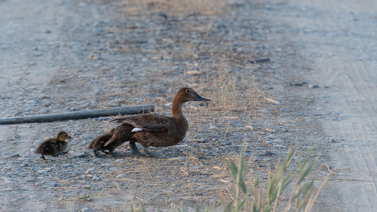 Common Pochard - Tianhao Zhang