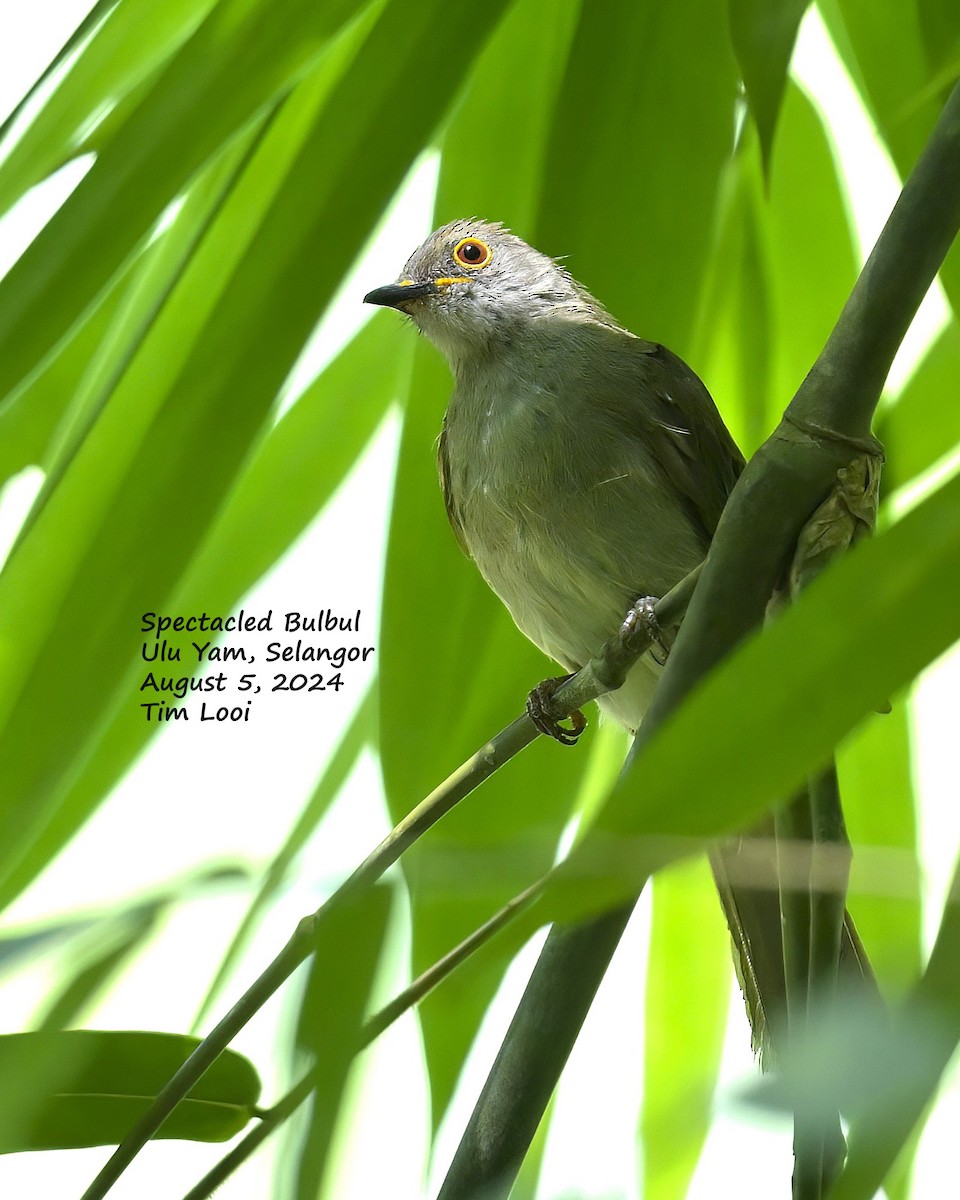 Spectacled Bulbul - ML622496808