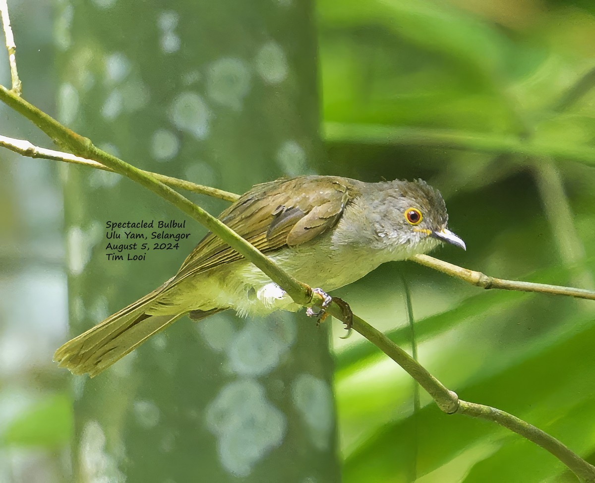 Spectacled Bulbul - ML622496809