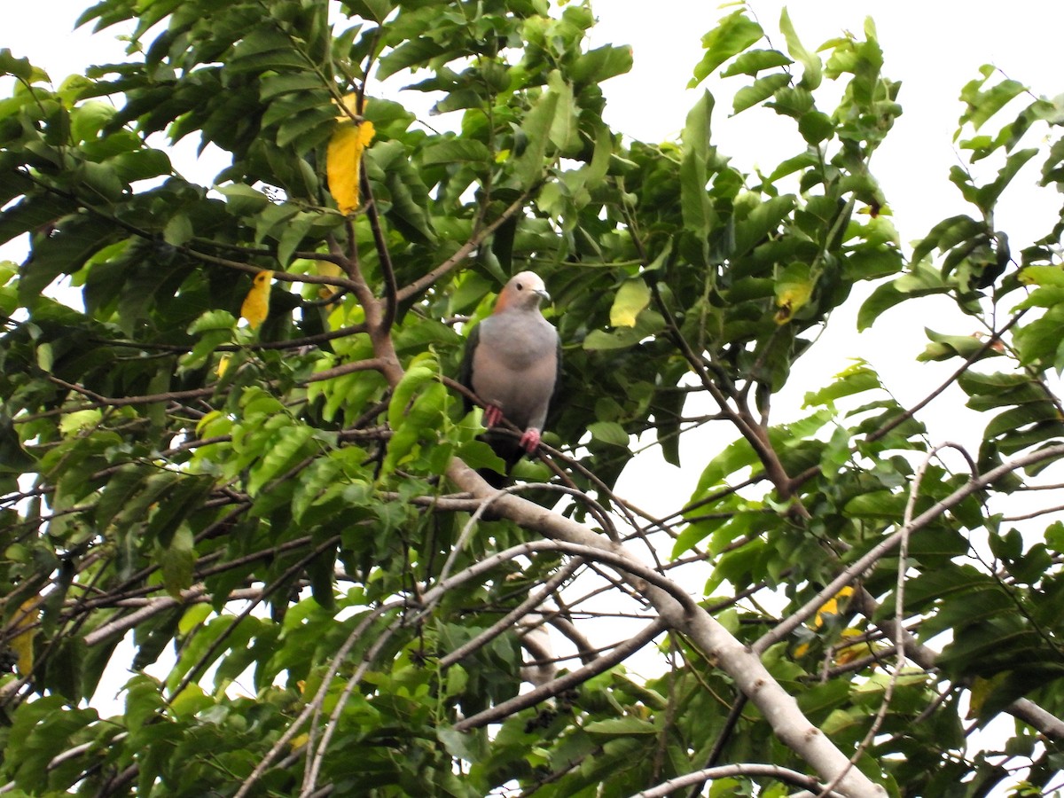 Green Imperial-Pigeon - ML622496859