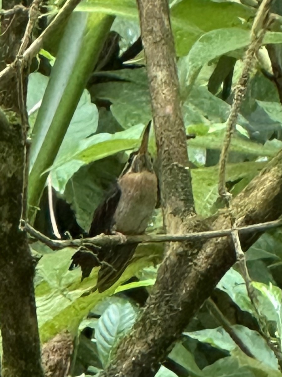 Band-tailed Barbthroat - Christopher Rustay