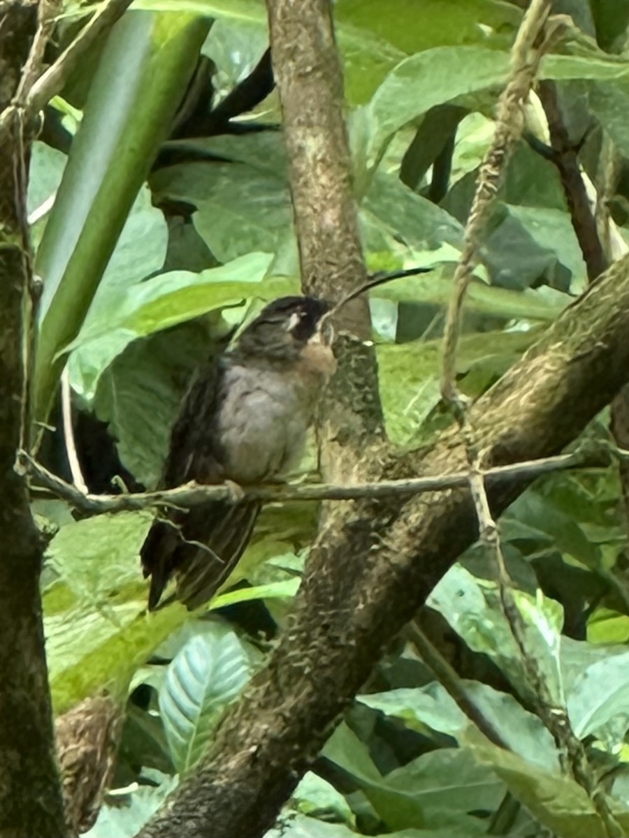 Band-tailed Barbthroat - ML622496874