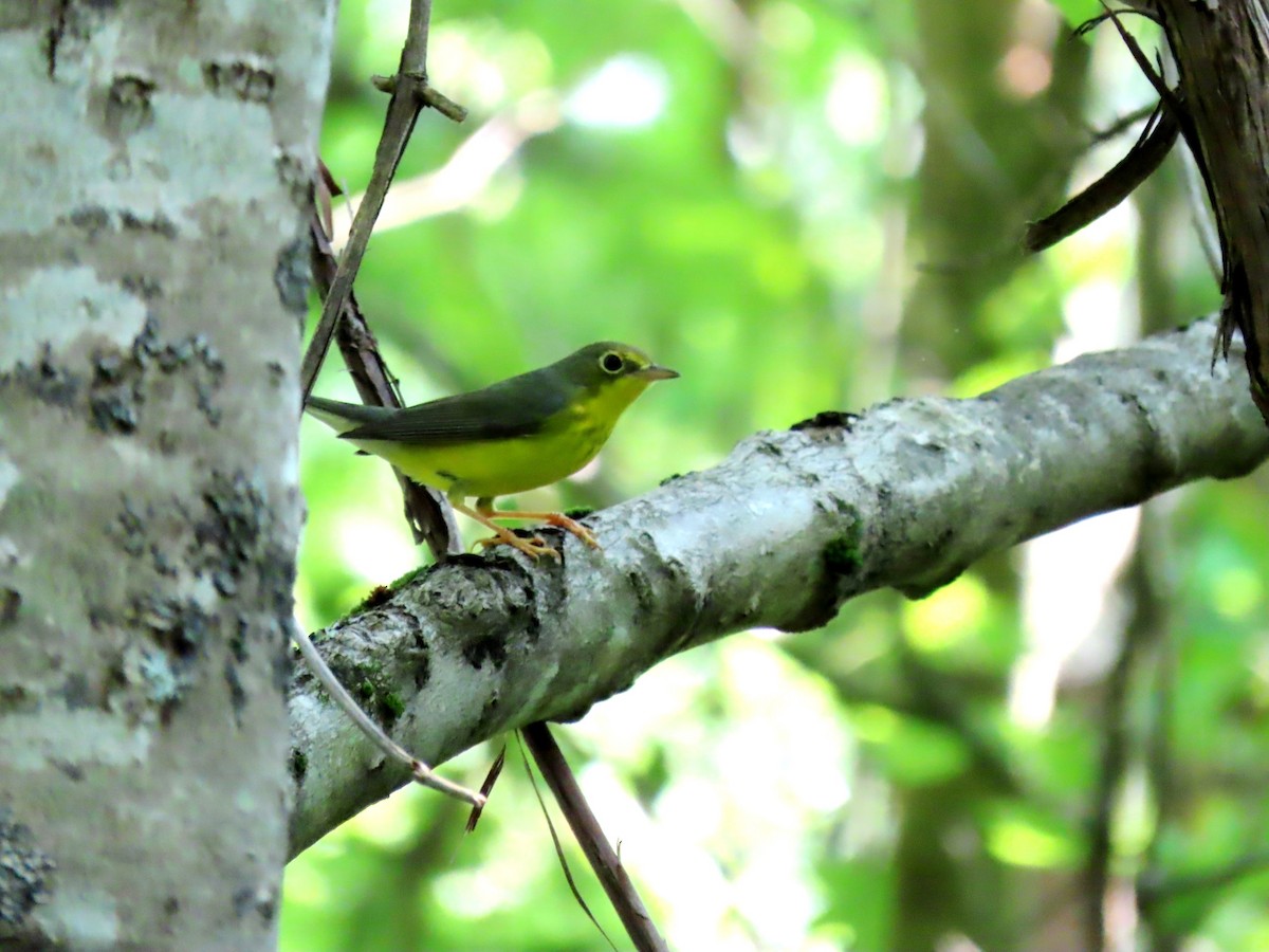 Canada Warbler - ML622497078