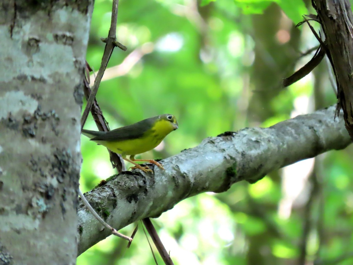 Canada Warbler - ML622497085