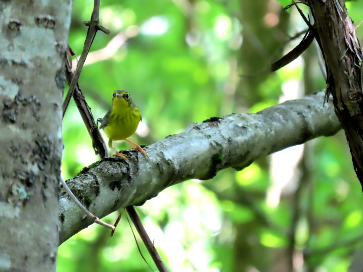 Canada Warbler - ML622497089