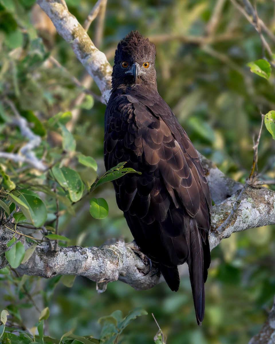 Changeable Hawk-Eagle - ML622497123