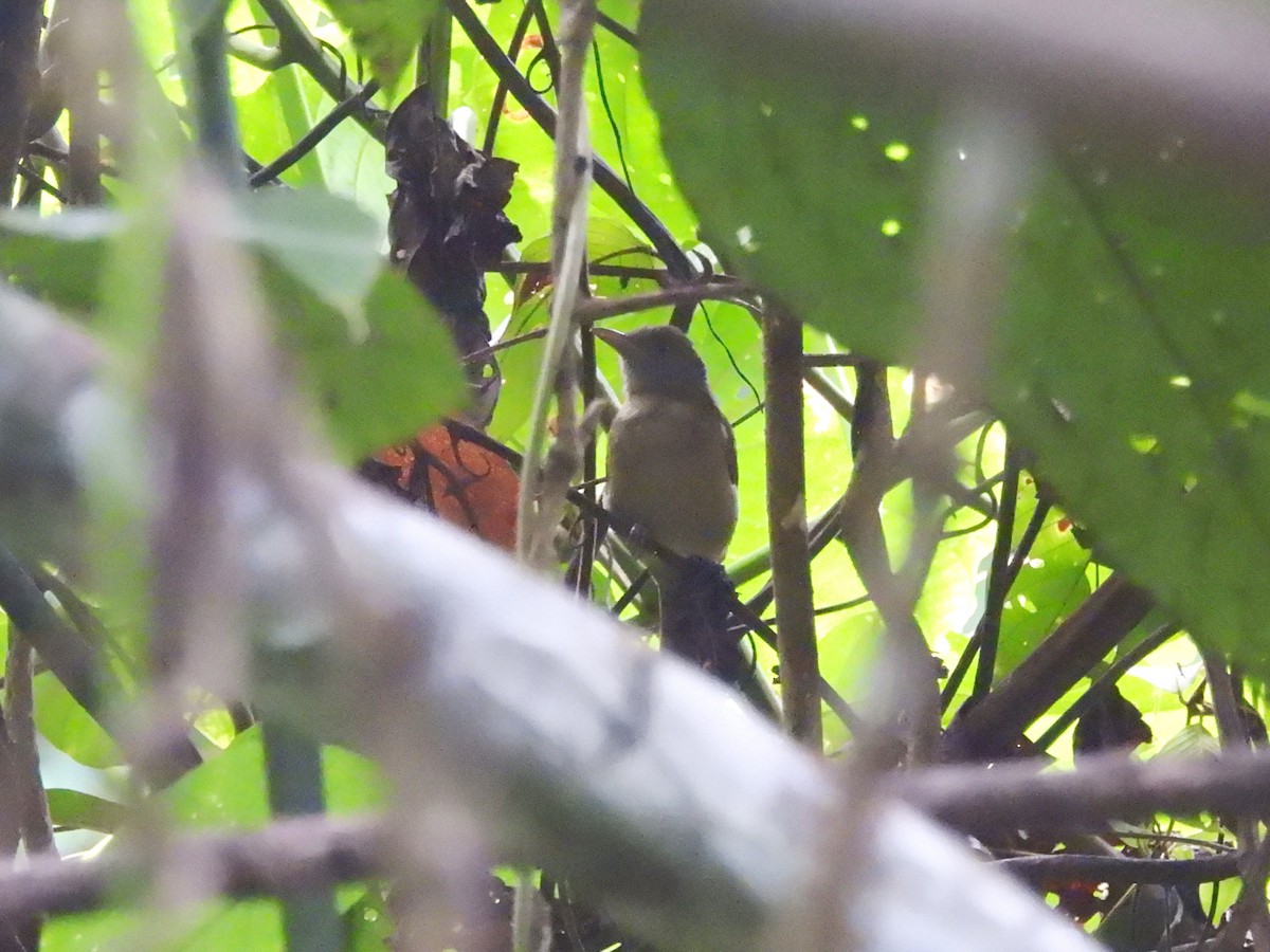 Waigeo Shrikethrush - ML622497156