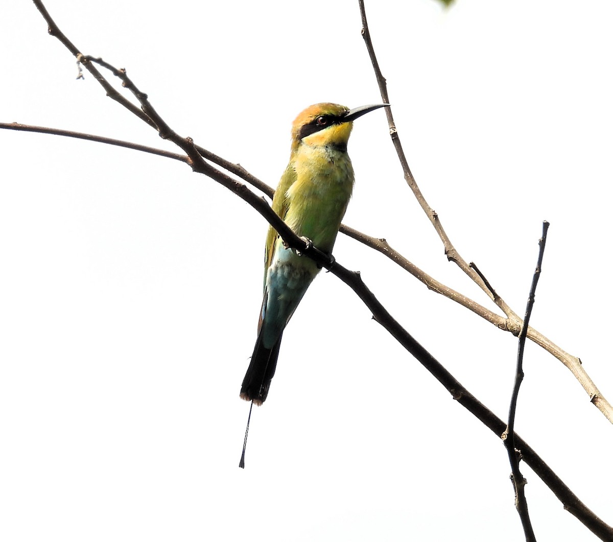 Rainbow Bee-eater - ML622497198