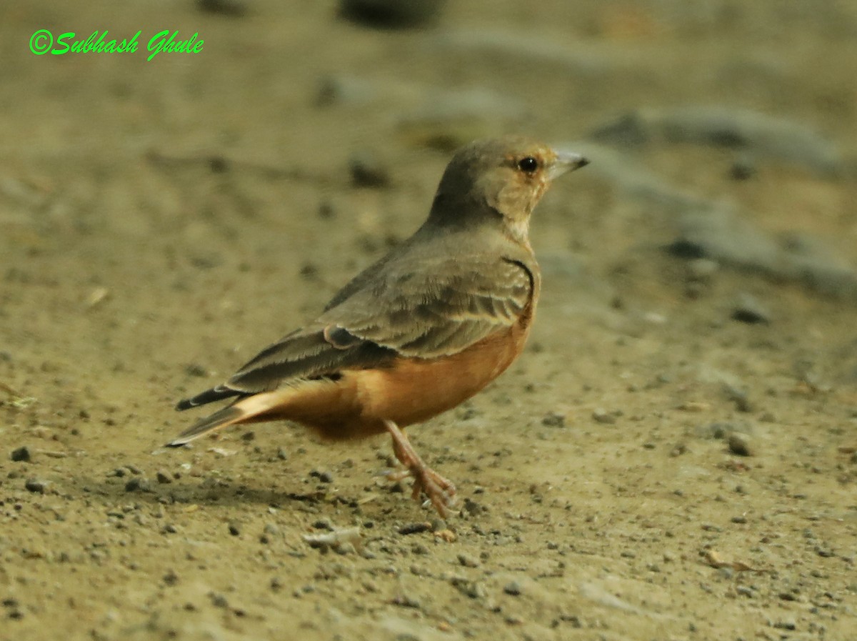 Rufous-tailed Lark - ML622497330