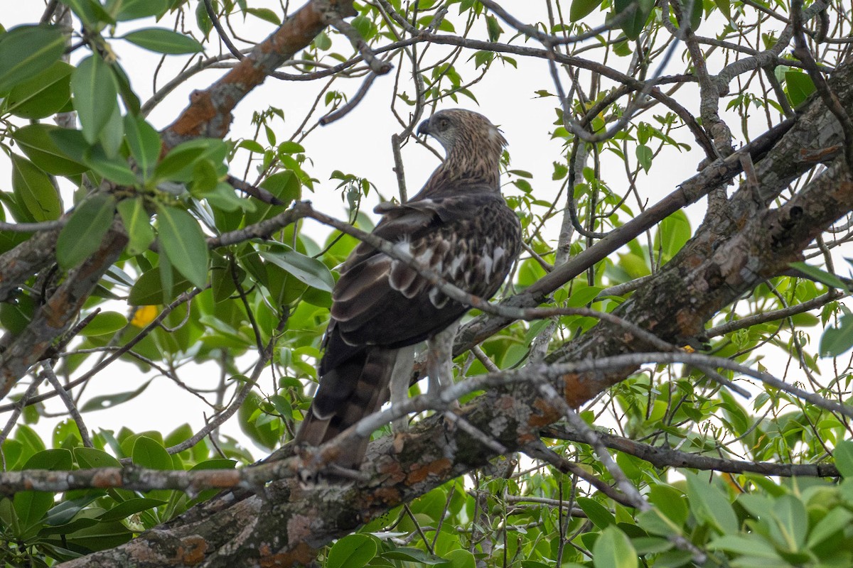 Changeable Hawk-Eagle - ML622497338