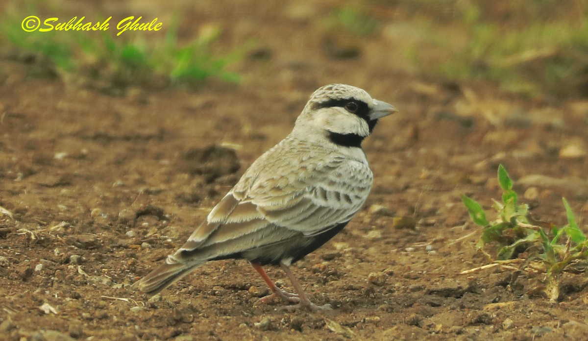 Ashy-crowned Sparrow-Lark - ML622497377