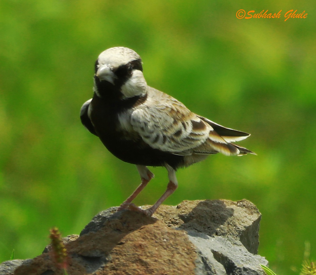 Ashy-crowned Sparrow-Lark - ML622497378