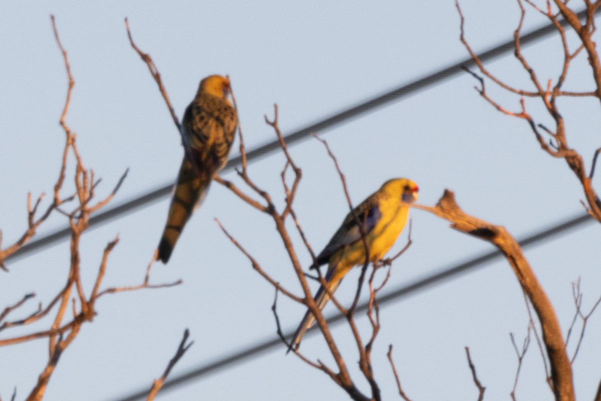 Perico Elegante (flaveolus) - ML622497382