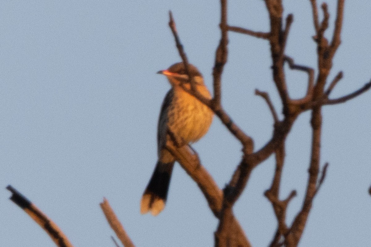 Spiny-cheeked Honeyeater - ML622497409