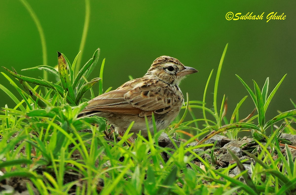 Tawny Lark - ML622497434