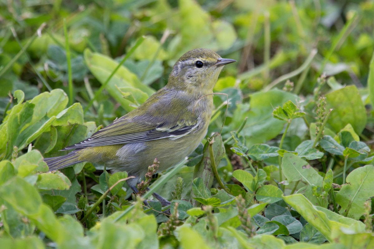 Tennessee Warbler - ML622497440